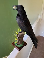 Taxidermy crow this - taxidermy, is
