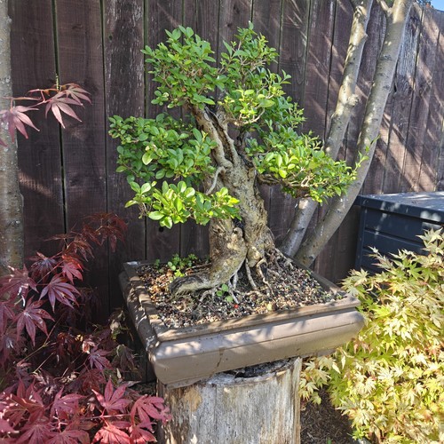 Bonsai tree large - bonsai,