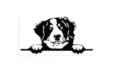 Bernese mountain dog board - bernese,