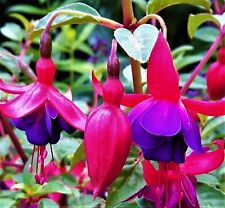 Fuchsia margaret tall hardy