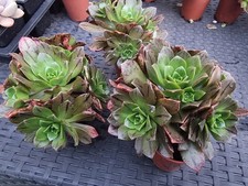 1 x Random Aeonium ' Bronze