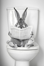 Framed or Print Only Bathroom