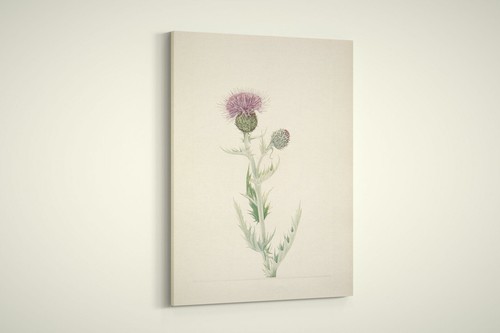 Mary walcott north - walcott,