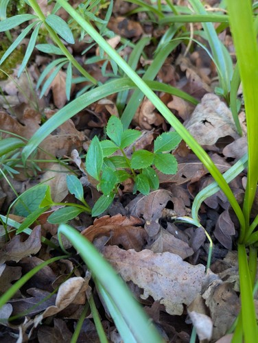 Hellebore foetidus - x,