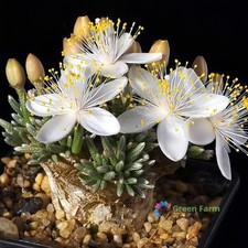 50 Seeds Avonia Quinaria