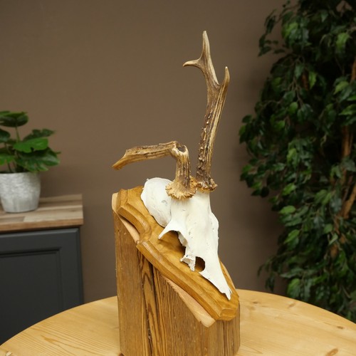 Rehbock abnormal deer buck - rehbock,