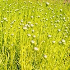 SANTOLINA LEMON FIZ SHRUB