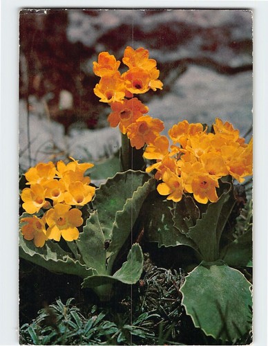 Postcard primula auricula - postcard,