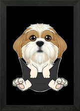 Shih Tzu Puppy In Pocket
