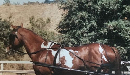Horse carriage driving - driving,