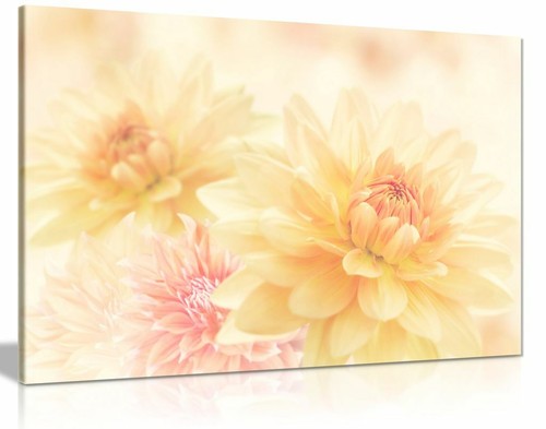 Cream yellow pink flowers - pink,