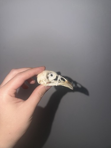 Hen pheasant skull complete - pheasant,
