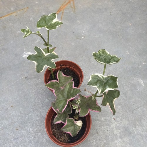 Pelargonium élégante - pelargonium, l’élégante