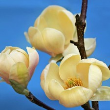 Magnolia Honey Tulip -