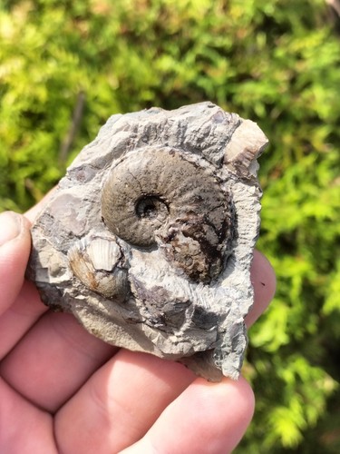 Rare amaltheus striatus - rare,