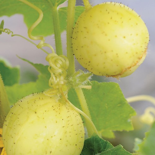 Thompson morgan cucumber - morgan,