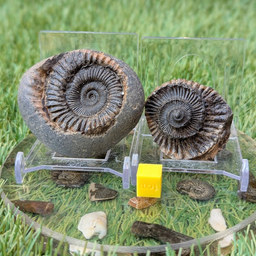 Peronoceras ammonite fossil