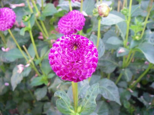 Willows violet dahlia plant - violet,