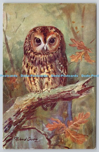 R764909 brown owl bird ruskin - owl,