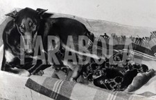 Vintage Press Photo Animals