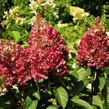 Hydrangea Paniculata Wims Red