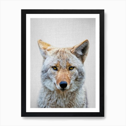Coyote art print framed - coyote,