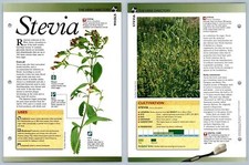 Stevia - Directory - Secret World Of Herbs Fact File Card