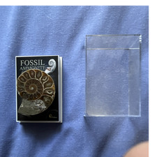 British fossils polished - fossils,