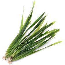 Vallisneria Americana Live