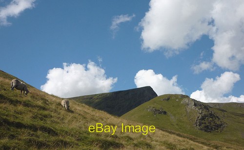 Photo 6x4 sheep the track - by,