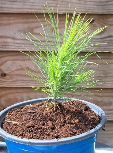 Pinus mugo dwarf - mugo,