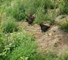 6 x Mixed  (✅tested )