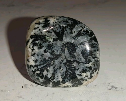 Rare orbiculite polished - rare,