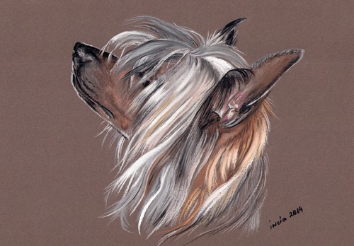 Chinese crested dog hairless - *,