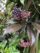 HOYA PUBICALYX PHILIPPINE