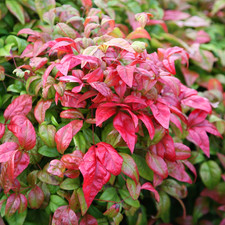 Nandina domestica Firepower Hardy Evergreen Heavenly Bamboo Shrub Plant in Pot