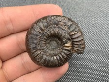 Whitby Catacoeloceras sp