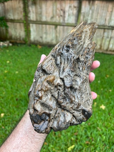 Texas petrified wood fossil - petrified,