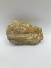 Rare Enchodus Jaw with Teeth