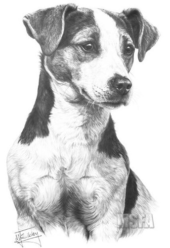 Jack russell terrier - russell, super