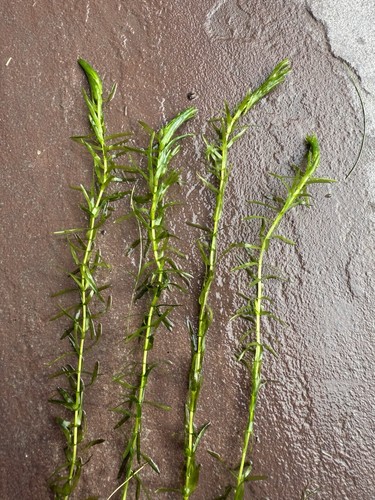 Elodea densa pieces - x4,