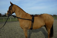 Rhinegold Horse Training and
