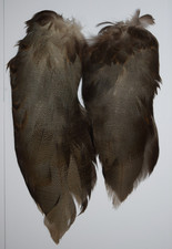 Complete set of Bronze Mallard Feathers from a Single Duck (50)