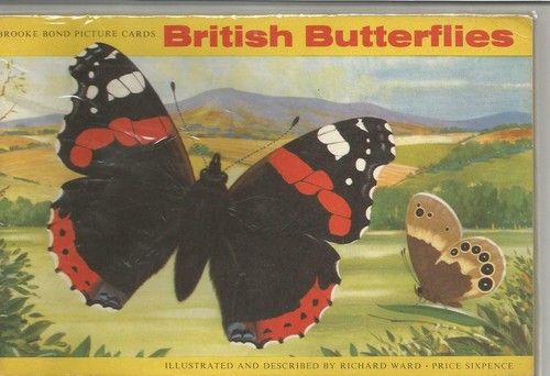 British butterflies - butterflies,