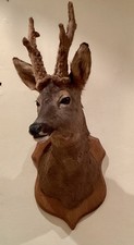 A Taxidermy Roe Deer Stag Head Mount With Furry Antlers On A Wooden Shield