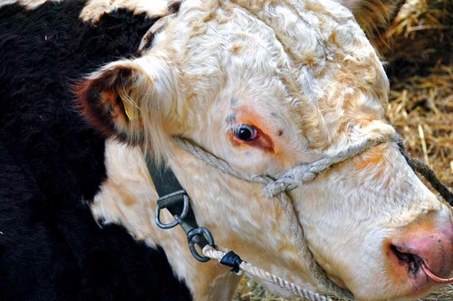 Pedigree hereford cow - cow, cattle