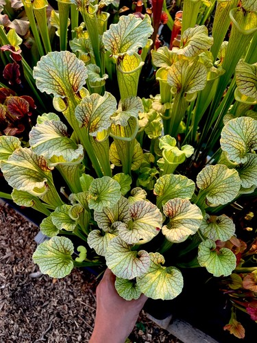 Sarracenia moorei extra - sarracenia, x