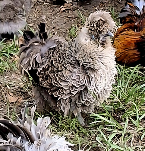 Frizzle penciled satin - 6,
