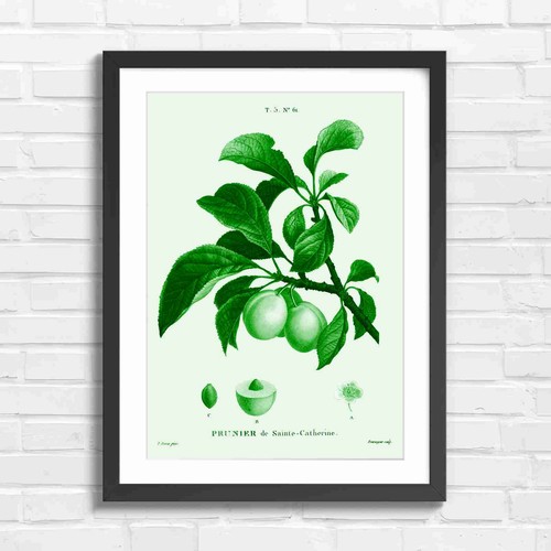 Vintage yellow plum botanical - vintage,