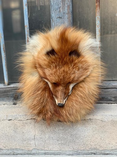 Men scottish fox - scottish,
